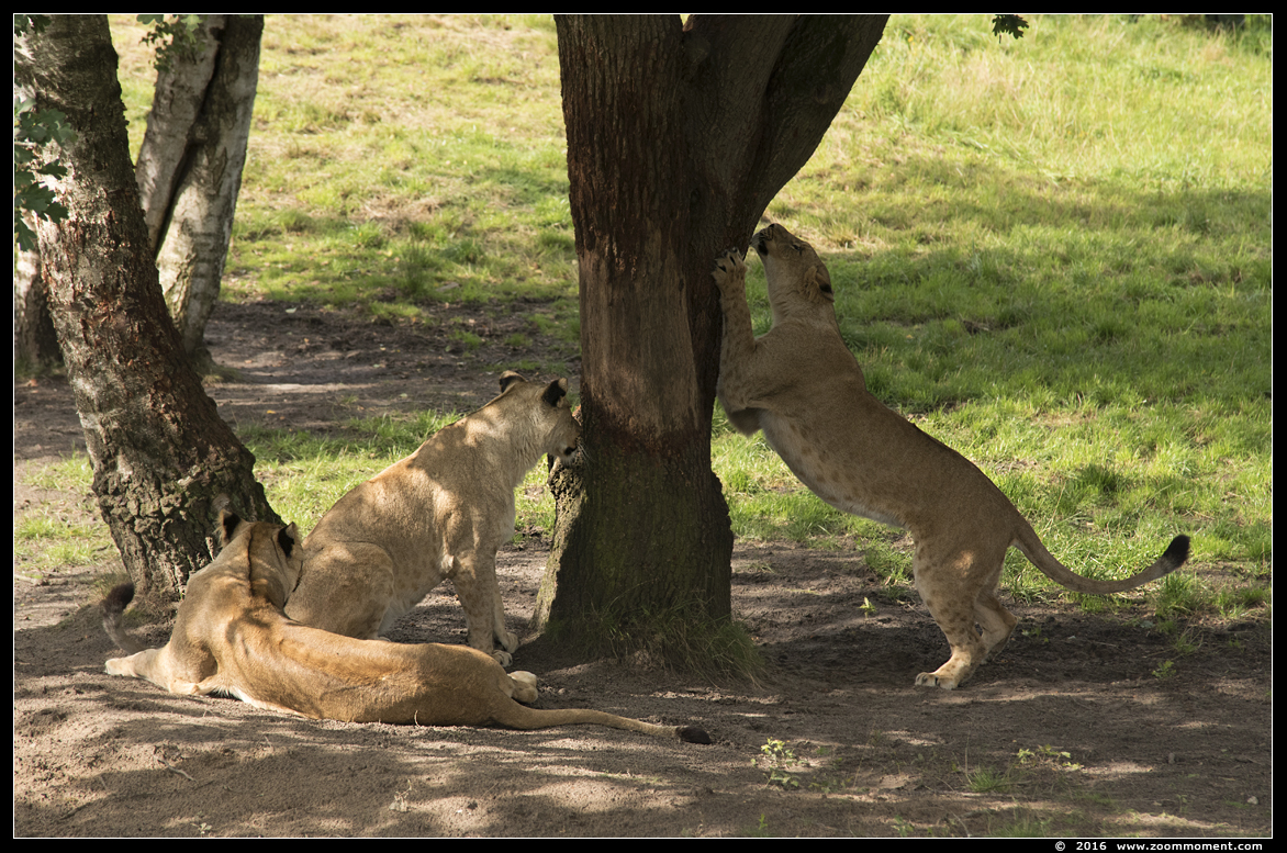 Afrikaanse leeuw ( Panthera leo ) African lion
Λέξεις-κλειδιά: Safaripark Beekse Bergen Afrikaanse leeuw Panthera leo African lion