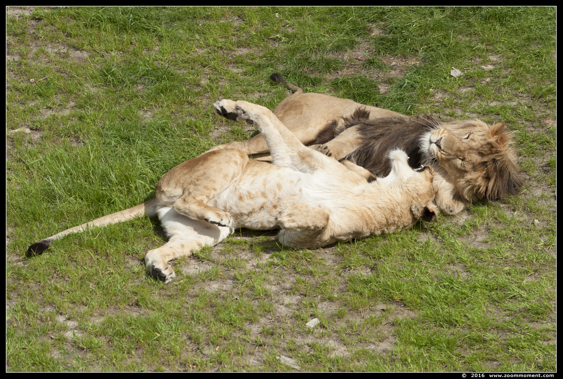 Afrikaanse leeuw ( Panthera leo ) African lion
Ключови думи: Safaripark Beekse Bergen  Afrikaanse leeuw  Panthera leo  African lion