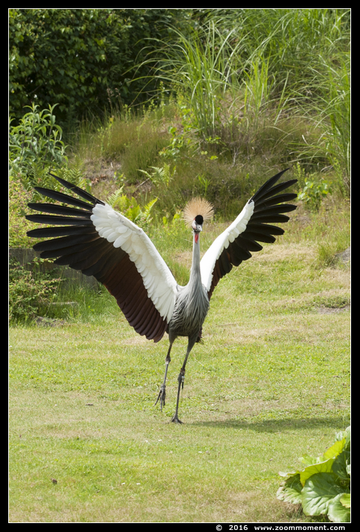 kroonkraanvogel  ( Balearica regulorum ) crowned crane
Keywords: Safaripark Beekse Bergen roofvogelshow kroonkraanvogel Balearica regulorum crowned crane