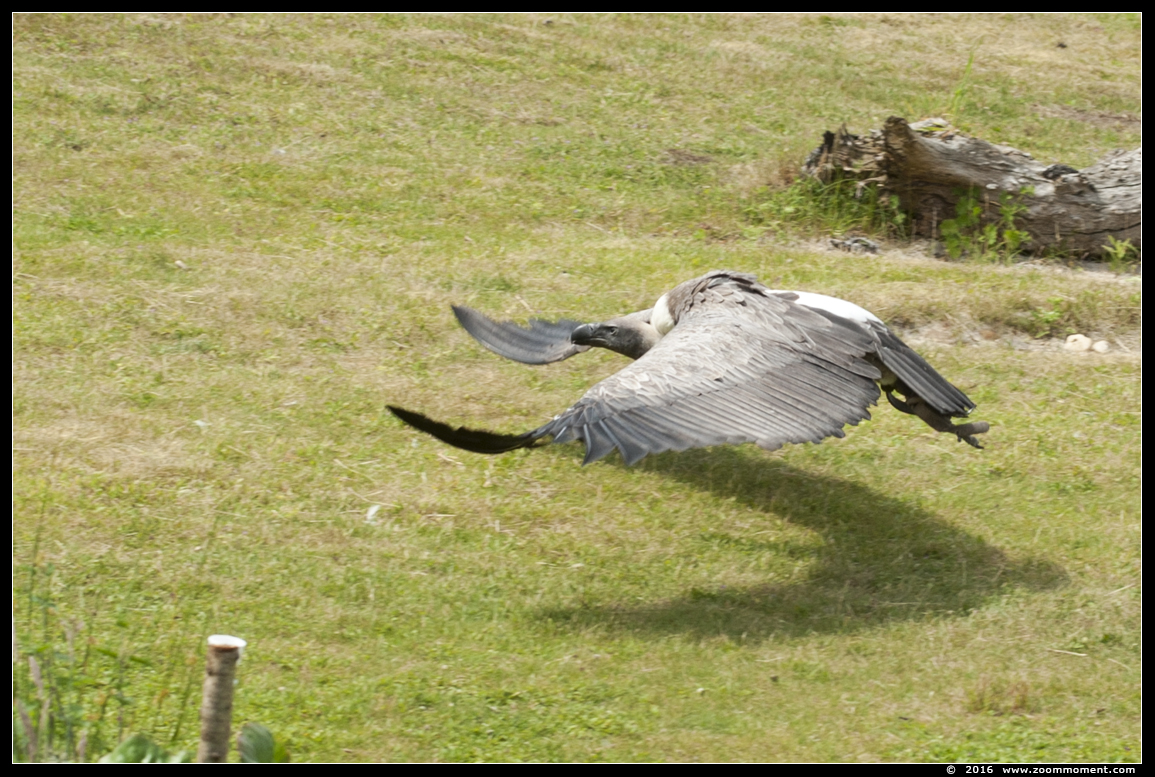 witruggier (  Gyps africanus  )  white-backed vulture
Keywords: Safaripark Beekse Bergen roofvogelshow witruggier Gyps africanus white-backed vulture