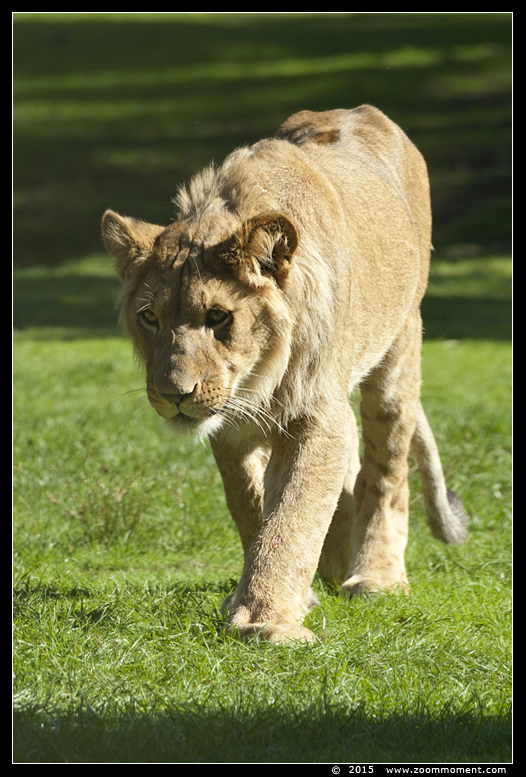 Afrikaanse leeuw ( Panthera leo ) African lion
Ključne reči: Safaripark Beekse Bergen  Afrikaanse leeuw  Panthera leo  African lion