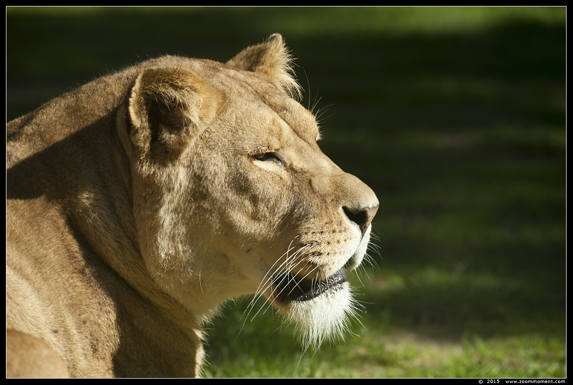 Afrikaanse leeuw ( Panthera leo ) African lion
Paraules clau: Safaripark Beekse Bergen  Afrikaanse leeuw  Panthera leo  African lion