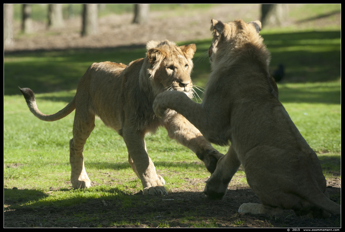 Afrikaanse leeuw ( Panthera leo ) African lion
الكلمات الإستدلالية(لتسهيل البحث): Safaripark Beekse Bergen  Afrikaanse leeuw  Panthera leo  African lion