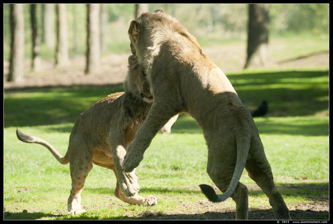 Afrikaanse leeuw ( Panthera leo ) African lion
Keywords: Safaripark Beekse Bergen Afrikaanse leeuw  Panthera leo  African lion
