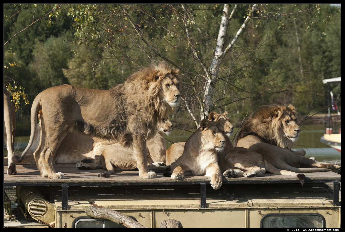 Afrikaanse leeuw ( Panthera leo ) African lion
Ключові слова: Safaripark Beekse Bergen Afrikaanse leeuw  Panthera leo  African lion