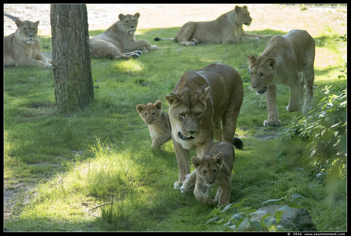 Afrikaanse leeuw ( Panthera leo ) African lion
welpen, 13 weken oud
Cubs, 13 weeks old
Keywords: Safaripark Beekse Bergen  Afrikaanse leeuw  Panthera leo  African lion