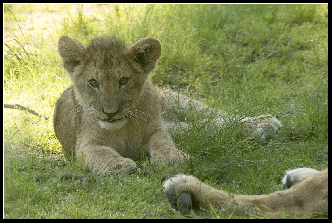 Afrikaanse leeuw ( Panthera leo ) African lion
welpen, 13 weken oud
Cubs, 13 weeks old
Palavras chave: Safaripark Beekse Bergen  Afrikaanse leeuw  Panthera leo  African lion