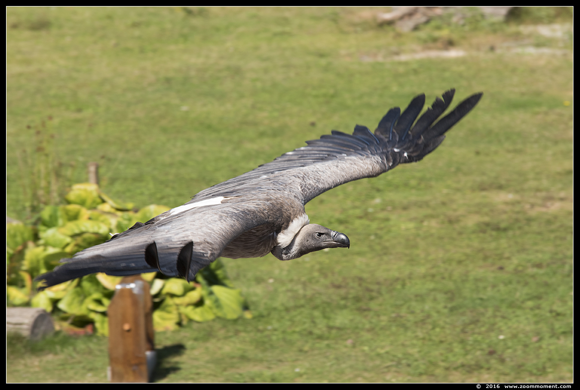 witruggier (  Gyps africanus  )  white-backed vulture
キーワード: Safaripark Beekse Bergen roofvogelshow witruggier Gyps africanus white-backed vulture