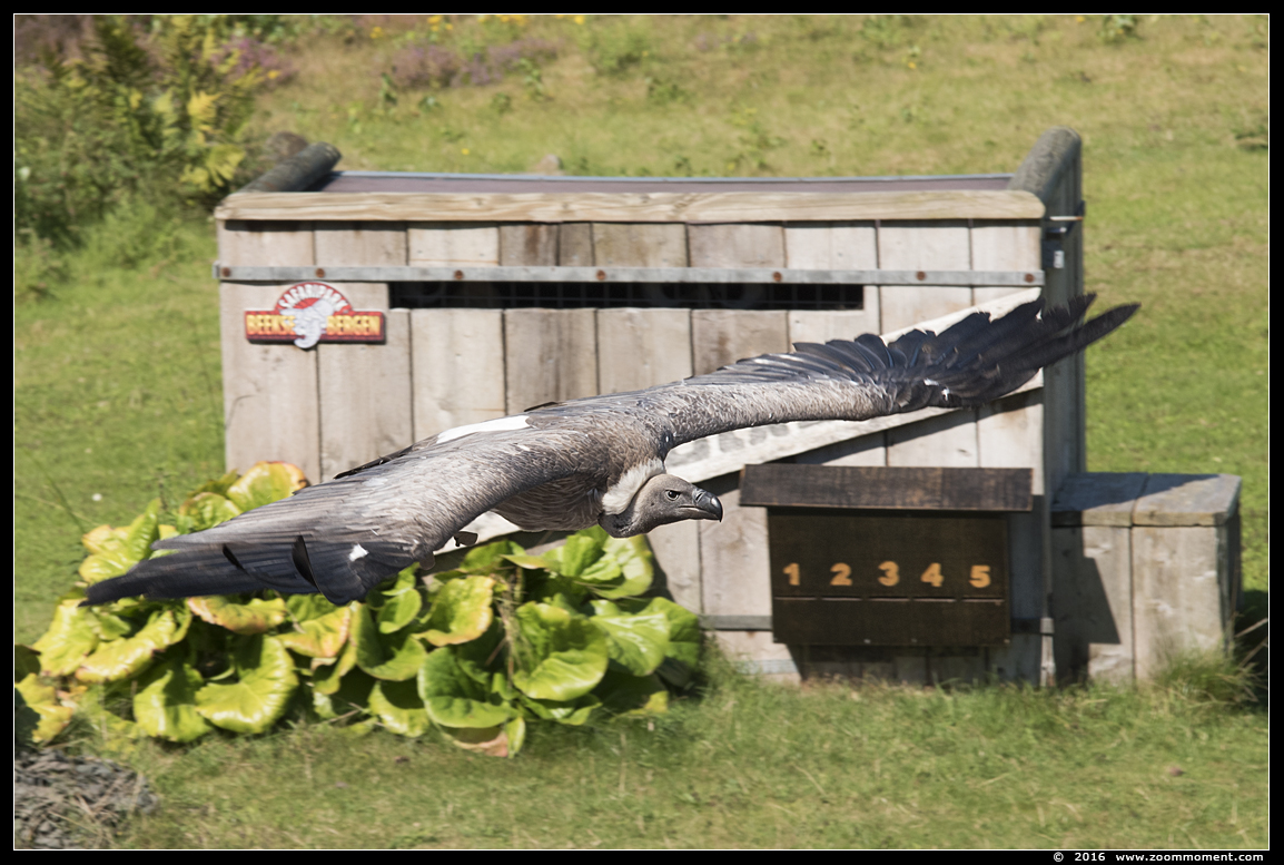 witruggier (  Gyps africanus  )  white-backed vulture
Trefwoorden: Safaripark Beekse Bergen roofvogelshow witruggier Gyps africanus white-backed vulture