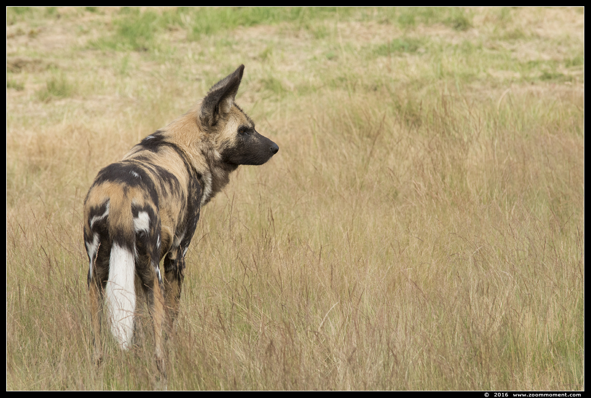 Afrikaanse wilde hond ( Lycaon pictus ) African wild dog 
Trefwoorden: Safaripark Beekse Bergen Afrikaanse wilde hond Lycaon pictus  African wild dog
