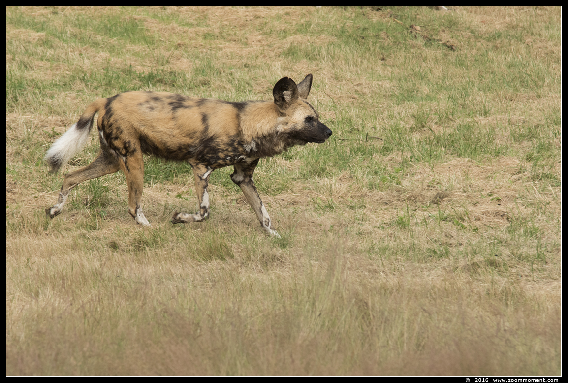 Afrikaanse wilde hond ( Lycaon pictus ) African wild dog
Keywords: Safaripark Beekse Bergen Afrikaanse wilde hond Lycaon pictus  African wild dog