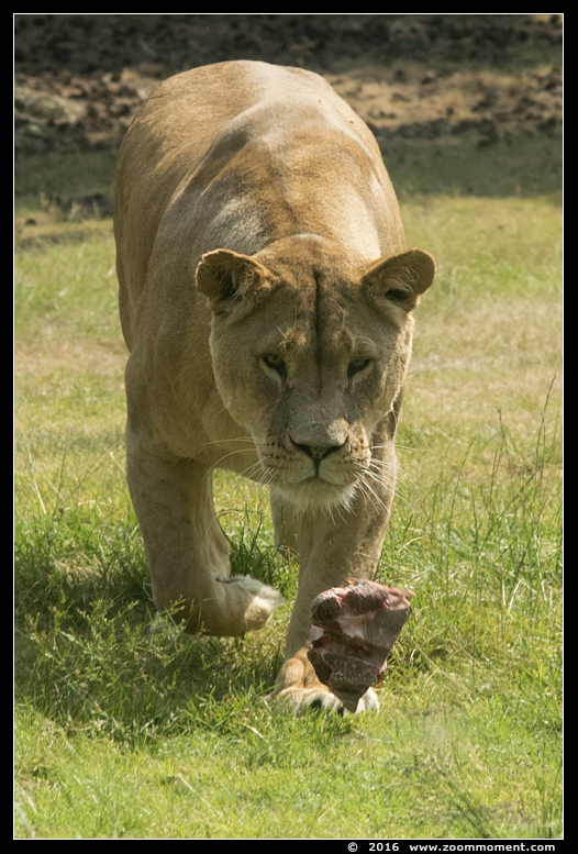 Afrikaanse leeuw ( Panthera leo ) African lion
Avainsanat: Safaripark Beekse Bergen  Afrikaanse leeuw  Panthera leo  African lion