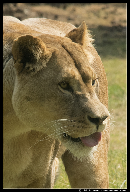 Afrikaanse leeuw ( Panthera leo ) African lion
Keywords: Safaripark Beekse Bergen  Afrikaanse leeuw  Panthera leo  African lion