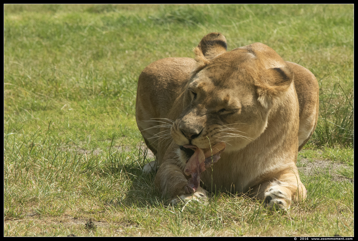 Afrikaanse leeuw ( Panthera leo ) African lion
Keywords: Safaripark Beekse Bergen  Afrikaanse leeuw  Panthera leo  African lion