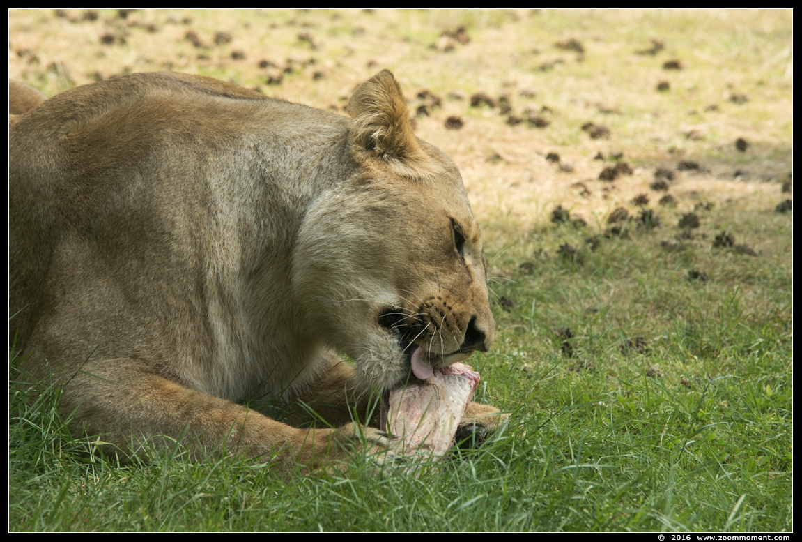 Afrikaanse leeuw ( Panthera leo ) African lion
Palavras chave: Safaripark Beekse Bergen  Afrikaanse leeuw  Panthera leo  African lion