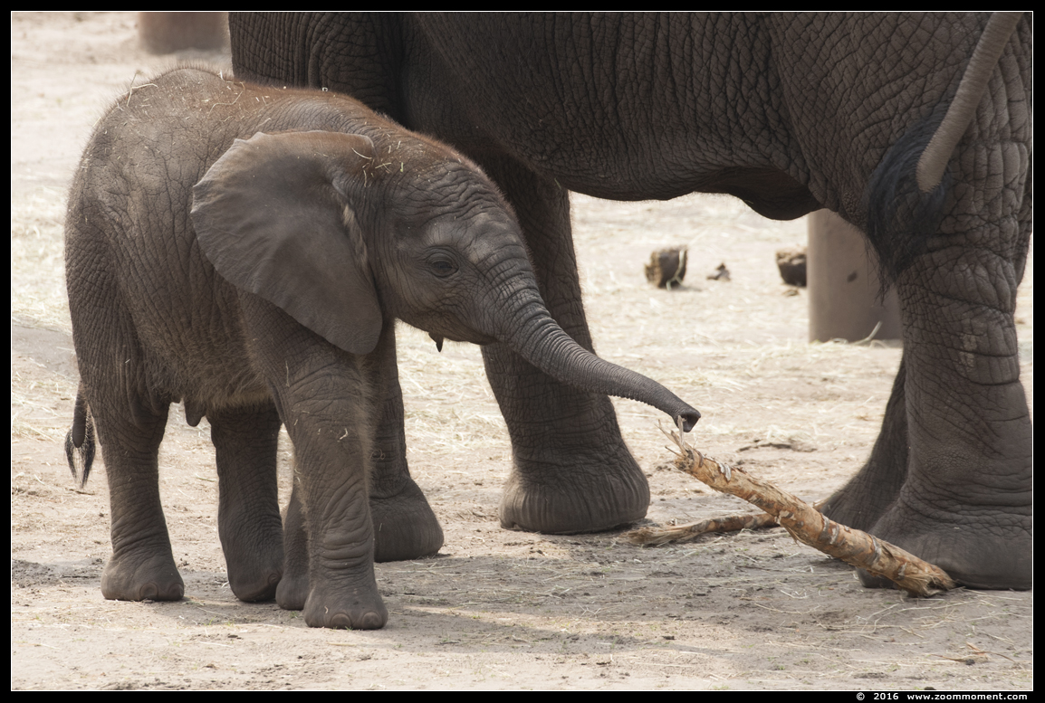 Afrikaanse olifant ( Loxodonta africana ) African elephant
Trefwoorden: Safaripark Beekse Bergen  Afrikaanse olifant  Loxodonta africana  African elephant