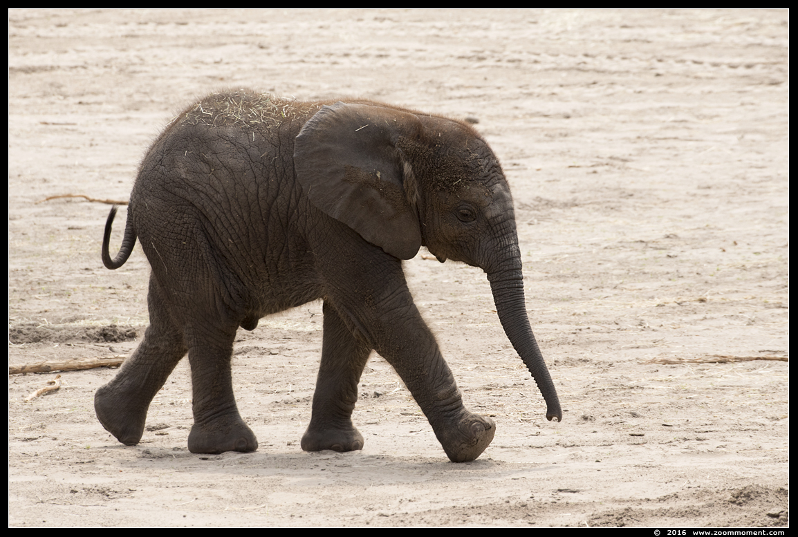 Afrikaanse olifant ( Loxodonta africana ) African elephant
Trefwoorden: Safaripark Beekse Bergen  Afrikaanse olifant  Loxodonta africana  African elephant