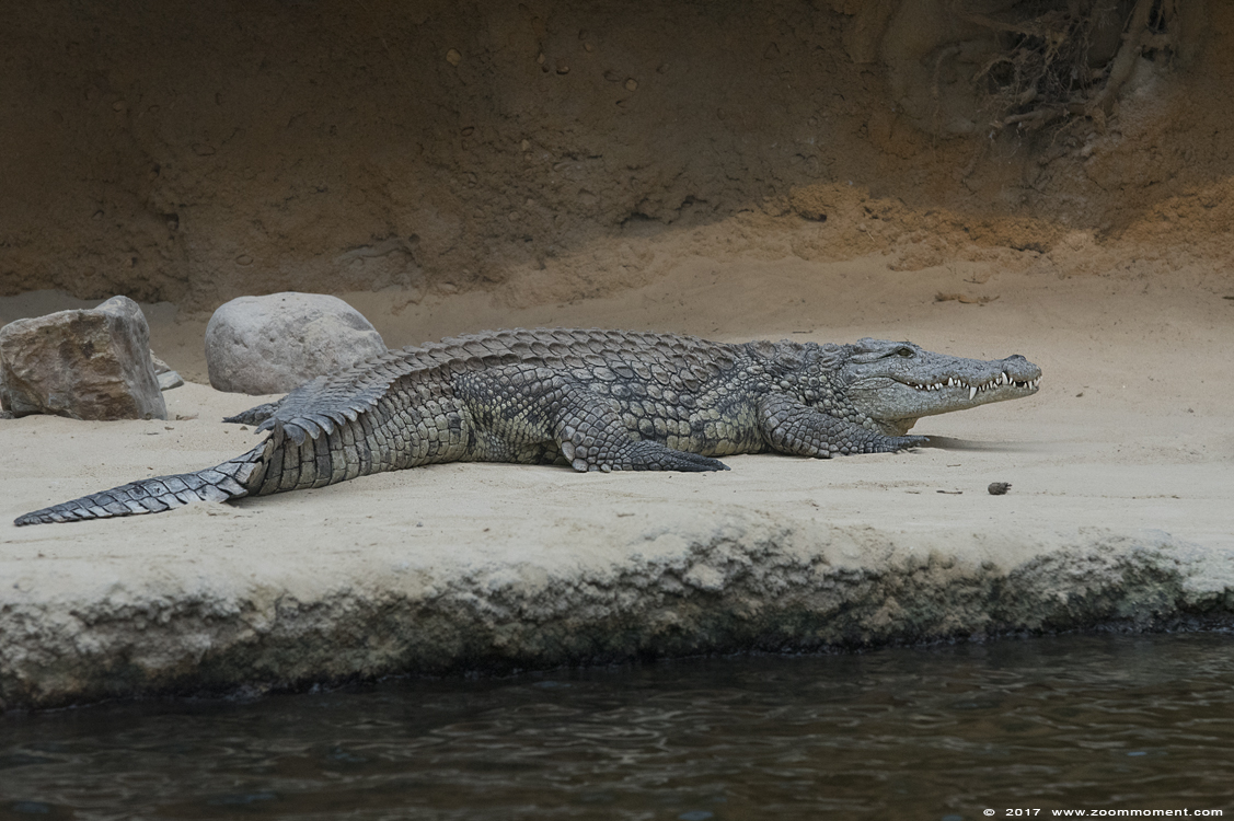 Nijlkrokodil ( Crocodylus niloticus ) Nile crocodile
Trefwoorden: Safaripark Beekse Bergen crocodile krokodil Crocodylus niloticus Nijlkrokodil Nile crocodile