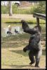 _DSC8128_SBB16_gorilla.jpg