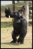 _DSC8133_SBB16_gorilla.jpg