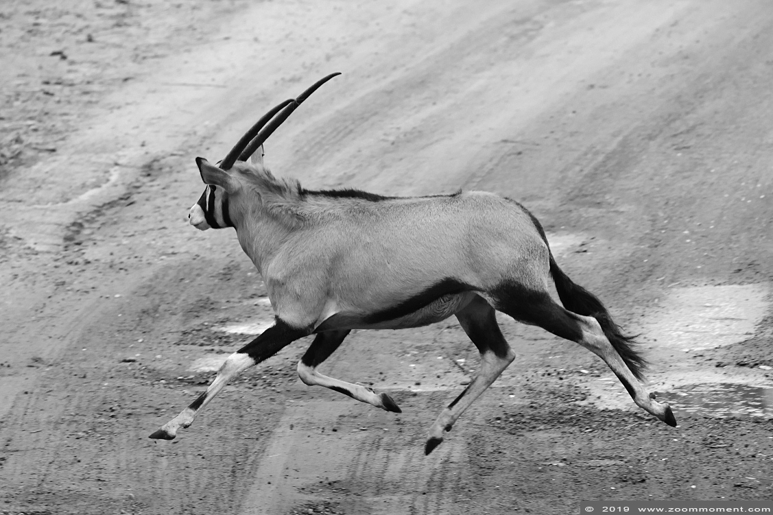 gemsbok of spiesbok ( Oryx gazella ) South African oryx 
Trefwoorden: Safaripark Beekse Bergen gemsbok of spiesbok Oryx gazella South African oryx
