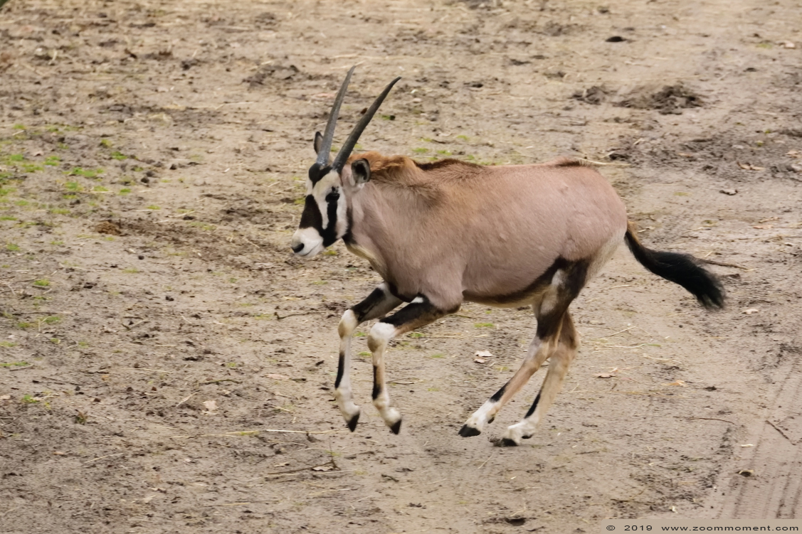 gemsbok of spiesbok ( Oryx gazella ) South African oryx 
Trefwoorden: Safaripark Beekse Bergen gemsbok of spiesbok Oryx gazella South African oryx