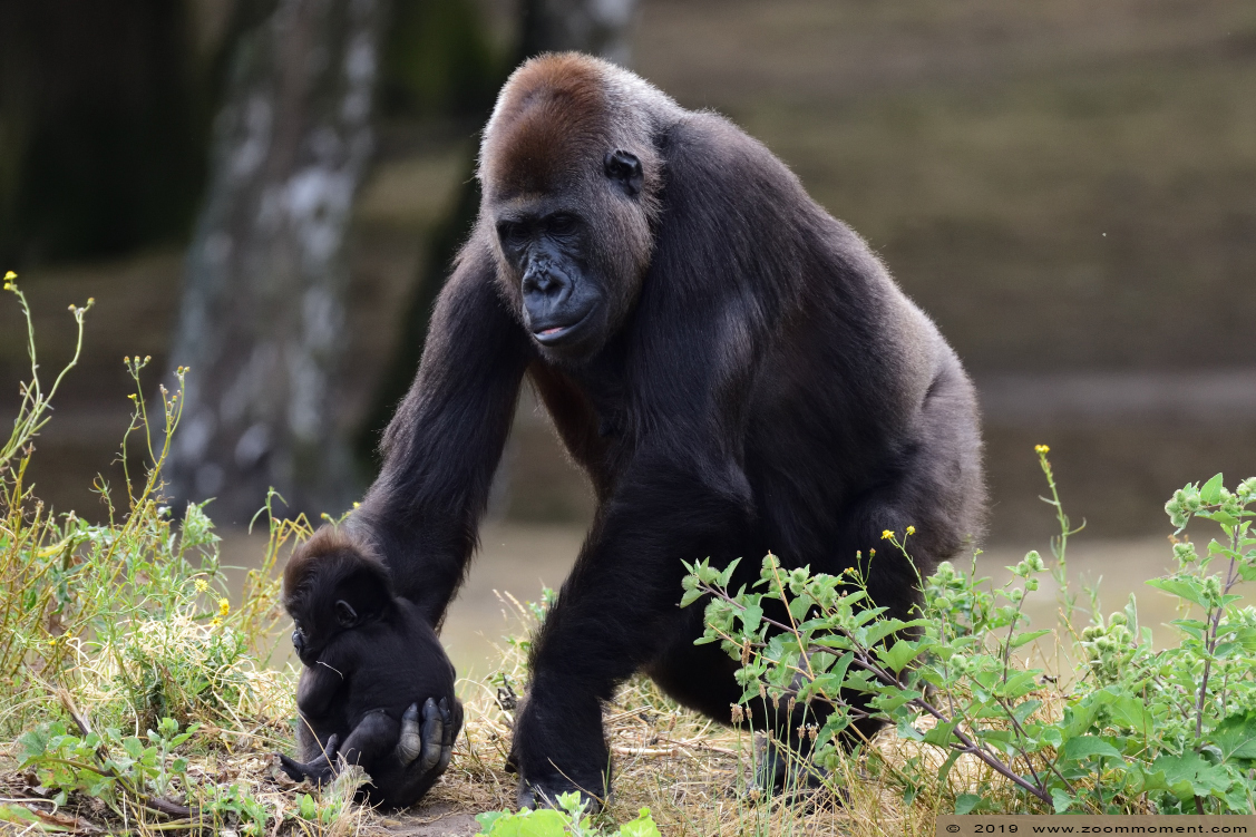 Westelijke laagland gorilla ( Gorilla gorilla )
Mies
Schlüsselwörter: Safaripark Beekse Bergen Westelijke laagland gorilla Gorilla gorilla