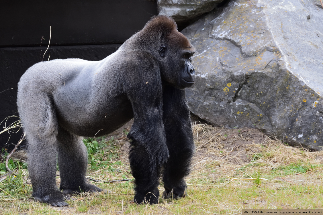 Westelijke laagland gorilla ( Gorilla gorilla )
Palavras-chave: Safaripark Beekse Bergen Westelijke laagland gorilla Gorilla gorilla