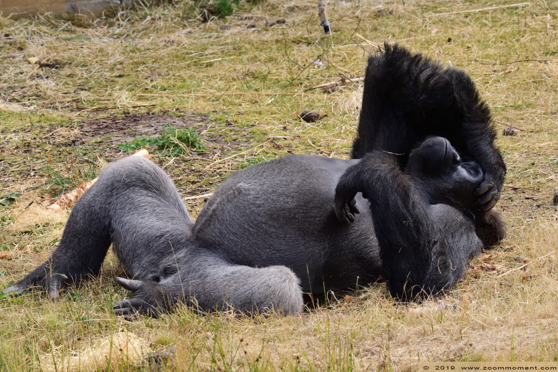 Westelijke laagland gorilla ( Gorilla gorilla )
Trefwoorden: Safaripark Beekse Bergen Westelijke laagland gorilla Gorilla gorilla