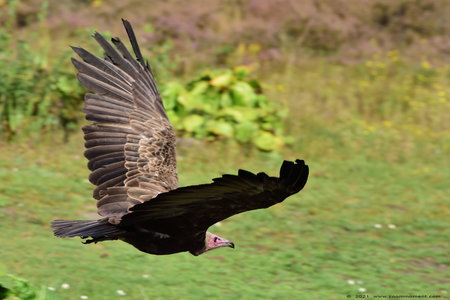 Kapgier ( Necrosyrtes monachus ) hooded vulture Kappengeier
Trefwoorden: Safaripark Beekse Bergen roofvogelshow Kapgier Necrosyrtes monachus hooded vulture Kappengeier
