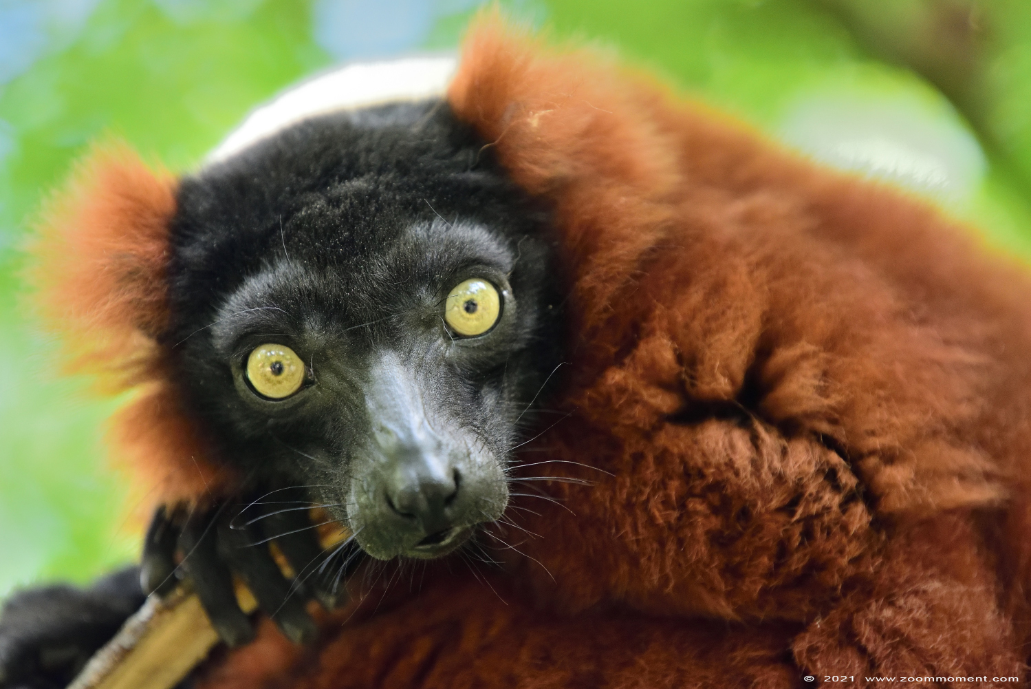 rode vari ( Varecia variegata rubra ) red ruffed lemur
Λέξεις-κλειδιά: Safaripark Beekse Bergen rode vari Varecia variegata rubra red ruffed lemur