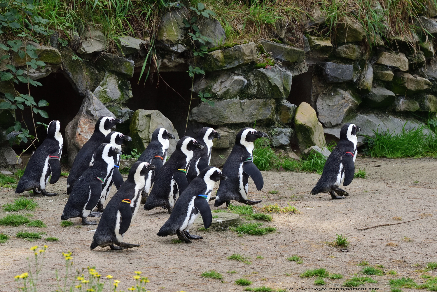 Afrikaanse pinguin of zwartvoetpinguïn ( Spheniscus demersus ) African penguin
Schlüsselwörter: Safaripark Beekse Bergen Afrikaanse pinguin zwartvoetpinguïn Spheniscus demersus African penguin