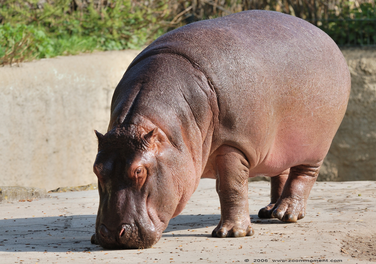 nijlpaard ( Hippopotamus amphibius ) hippopotamus Flusspferd
Trefwoorden: Berlijn Berlin zoo Germany nijlpaard Hippopotamus amphibius hippopotamus Flusspferd