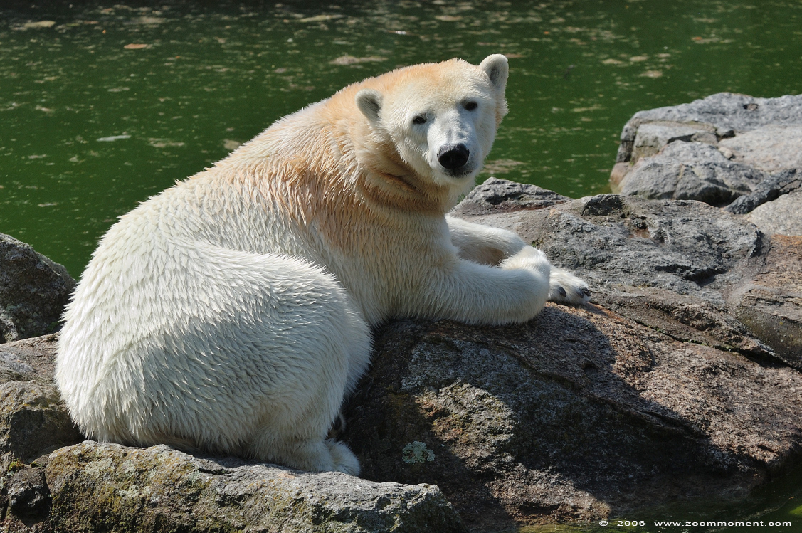 ijsbeer ( Ursus maritimus ) polar bear
Trefwoorden: Berlijn Berlin zoo Germany ijsbeer Ursus maritimus  polar bear