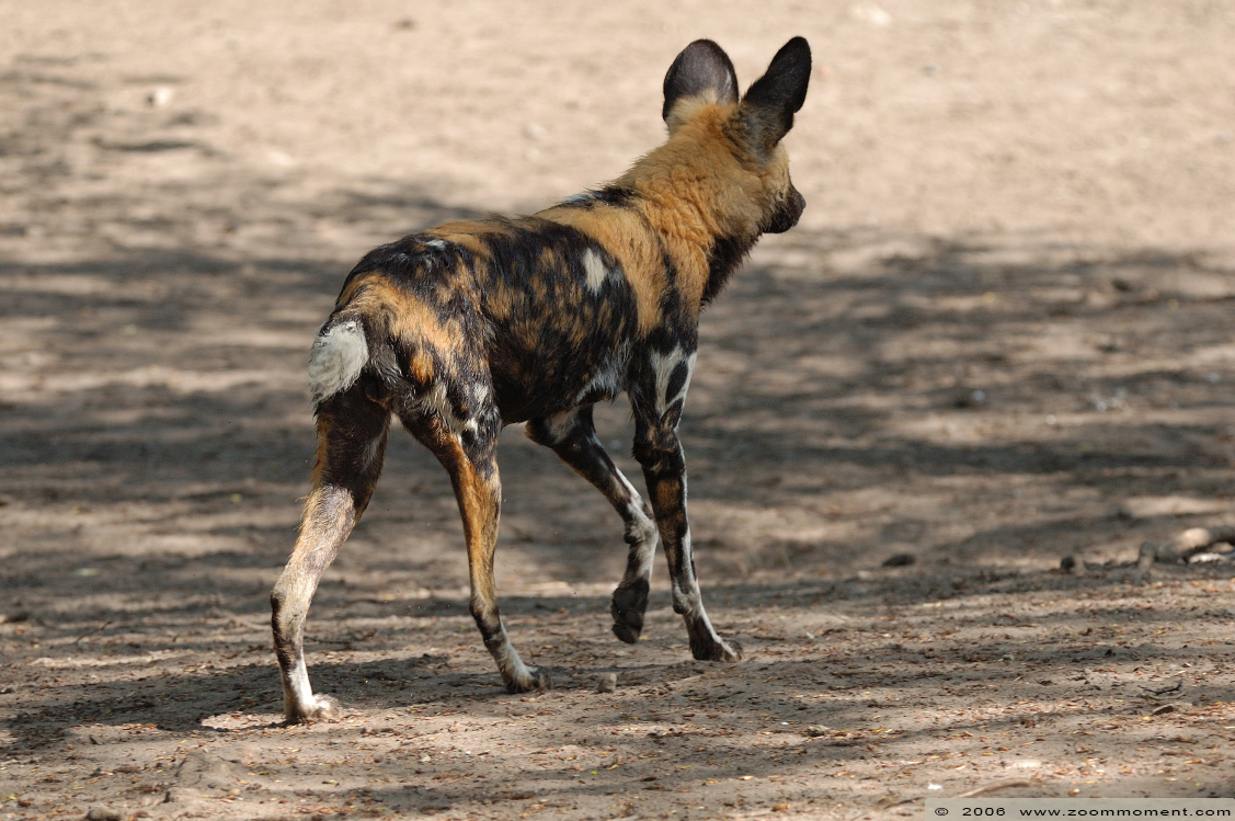 Afrikaanse wilde hond ( Lycaon pictus ) African wild dog
Keywords: Berlijn Berlin zoo Germany Afrikaanse wilde hond  Lycaon pictus  African wild dog