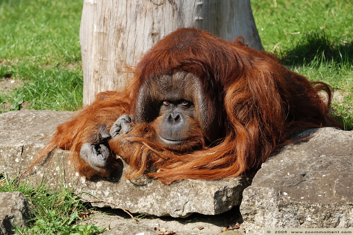 orang oetan ( Pongo pygmaeus abelii ) Sumatran orangutan
Trefwoorden: Berlijn Berlin zoo Germany orang oetan  Pongo pygmaeus abelii Sumatran orangutan