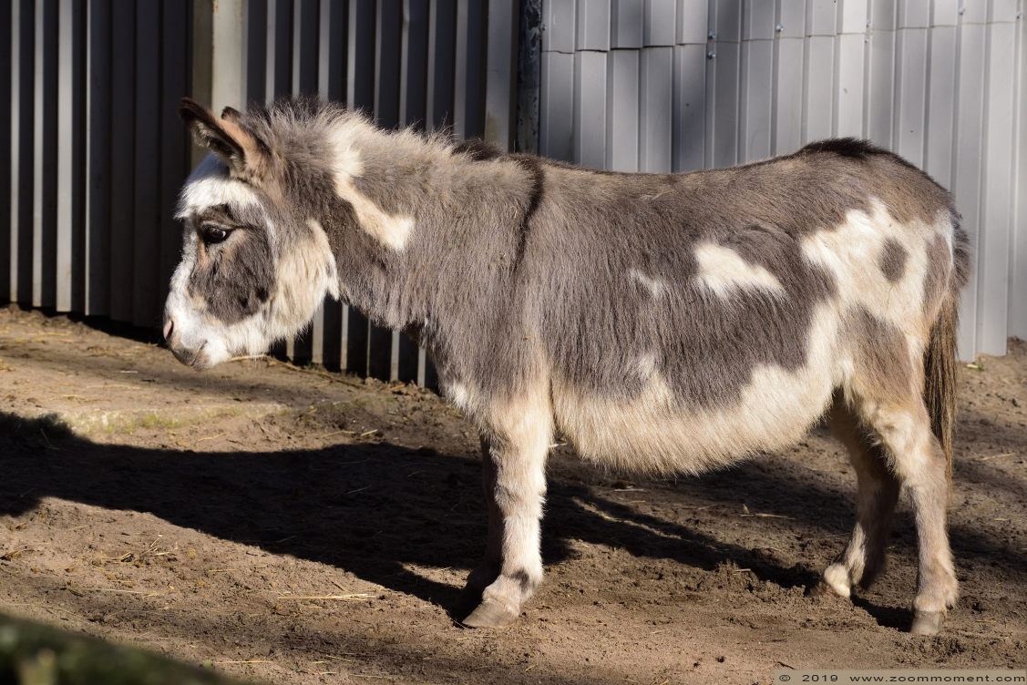 dwergezel ( Equus asinus ) donkey
Trefwoorden: Bestzoo dwergezel Equus asinus donkey ass