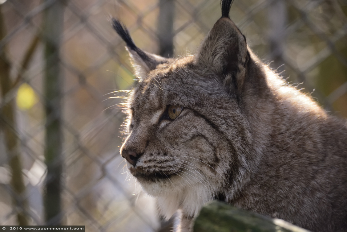 Europese lynx ( Lynx lynx )
Trefwoorden: Bestzoo Europese lynx Lynx lynx