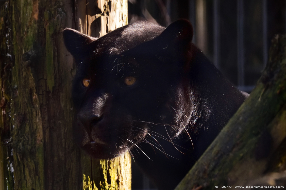 jaguar  ( Panthera onca )
Trefwoorden: Bestzoo Nederland jaguar  Panthera onca