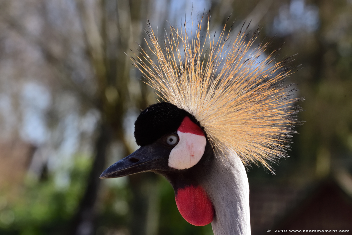 grijze kroonkraanvogel  ( Balearica regulorum ) crowned crane 
Keywords: Bestzoo kroonkraanvogel Balearica regulorum  crowned crane