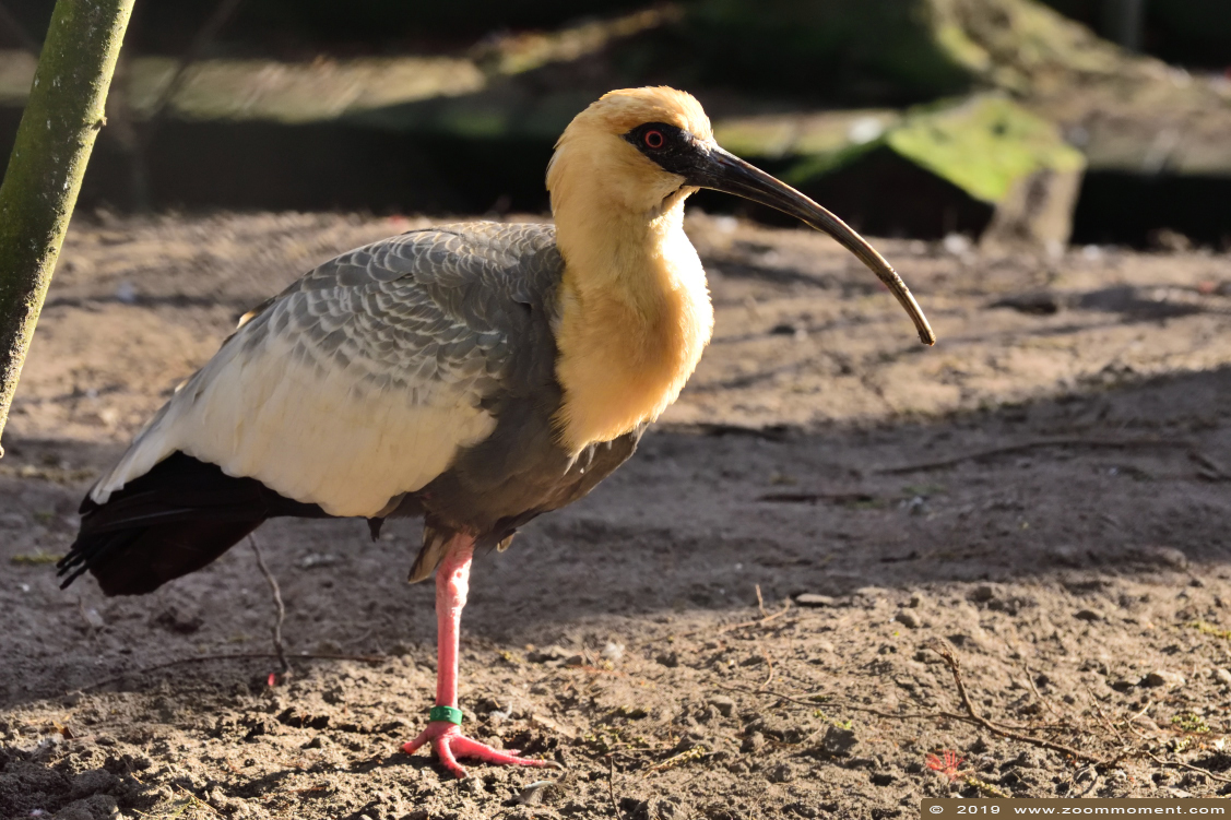 geelhalsibis  ( Theristicus caudatus )   buff necked ibis
Keywords: Bestzoo Nederland geelhalsibis Theristicus caudatus buff necked ibis
