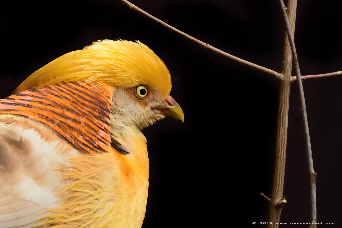 goudfazant  ( Chrysolophus pictus ) golden pheasant
Keywords: Bestzoo goudfazant  Chrysolophus pictus  golden pheasant