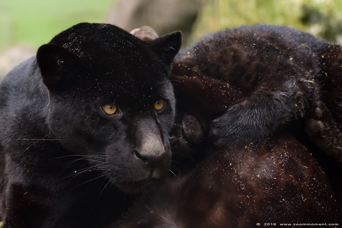 jaguar ( Panthera onca )
Welp, geboren 9 december 2018, op de foto ongeveer 3,5 maanden oud
Cub, born 9 december 2018, on the picture about 3,5 months old
Trefwoorden: Bestzoo Nederland jaguar Panthera onca