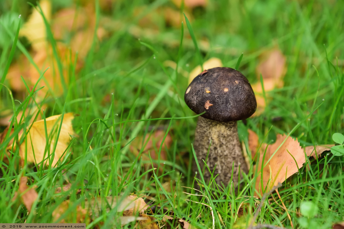 paddenstoel toadstool
Keywords: Bestzoo Nederland paddenstoel toadstool