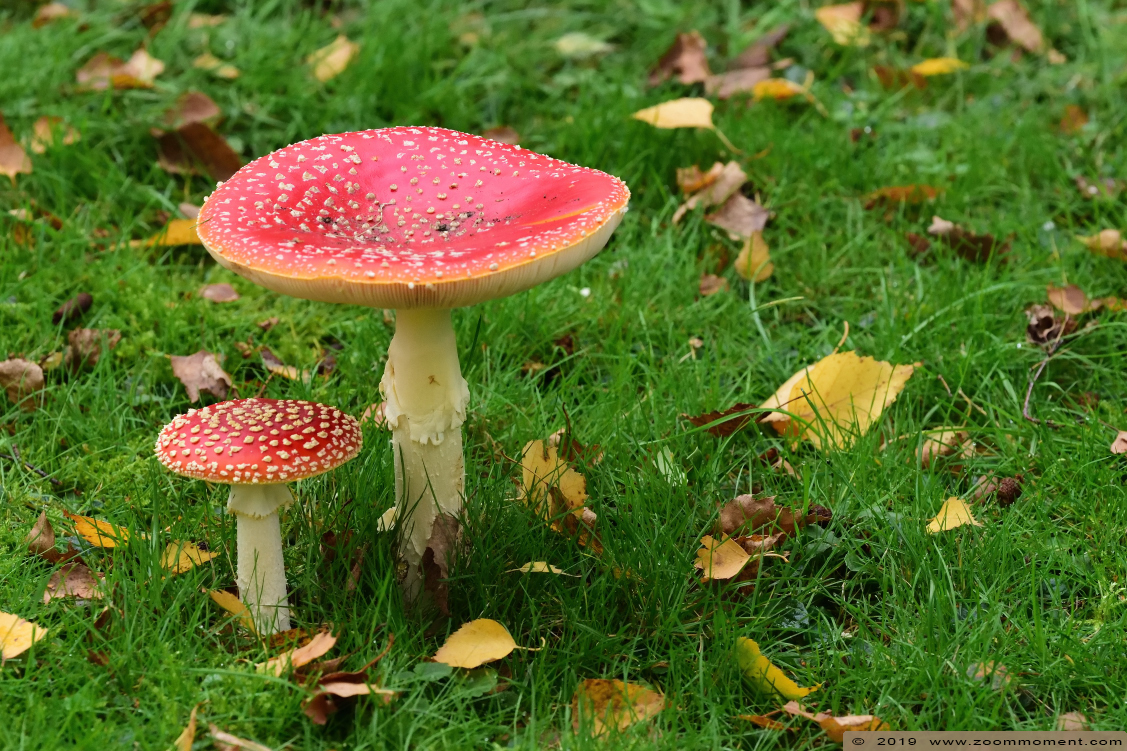 paddenstoel toadstool
Palavras-chave: Bestzoo Nederland paddenstoel toadstool
