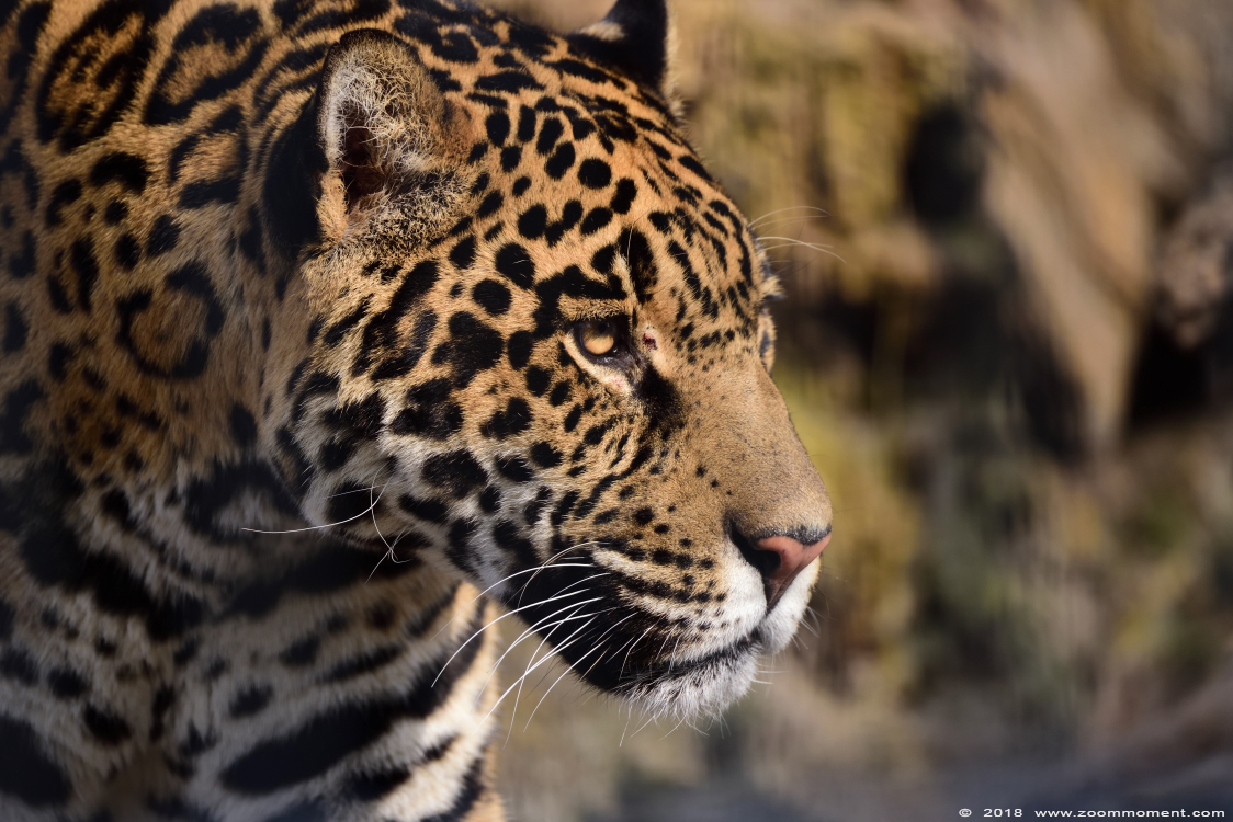 jaguar ( Panthera onca )
Trefwoorden: Bestzoo Nederland jaguar  Panthera onca