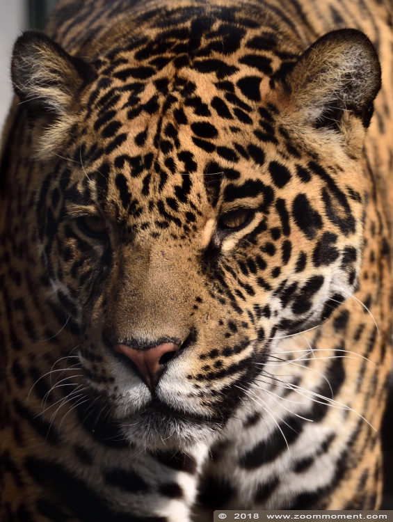 jaguar ( Panthera onca ) 
Trefwoorden: Bestzoo Nederland jaguar  Panthera onca
