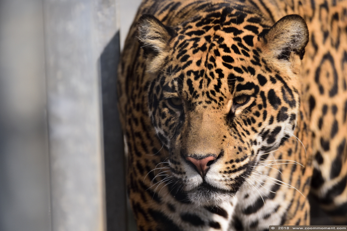 jaguar ( Panthera onca )
Paraules clau: Bestzoo Nederland jaguar  Panthera onca