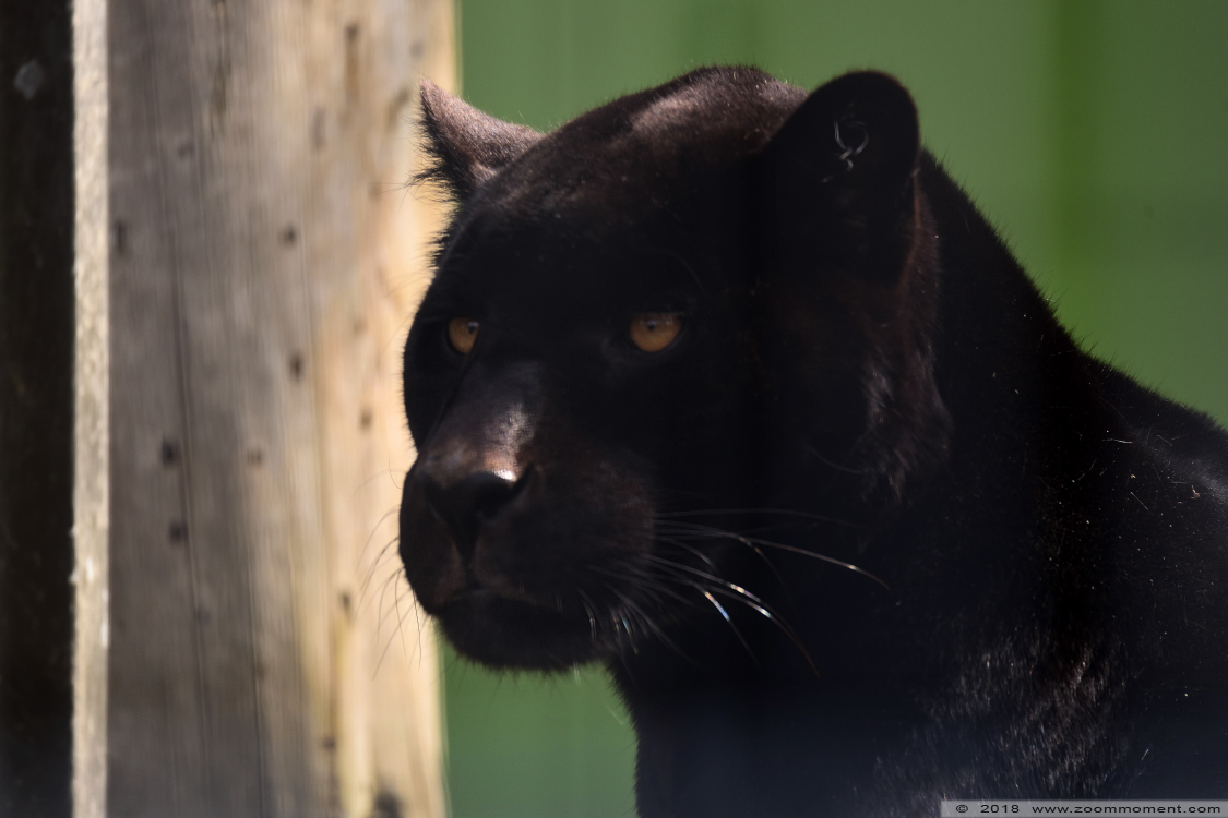 jaguar ( Panthera onca )
Trefwoorden: Bestzoo Nederland jaguar  Panthera onca