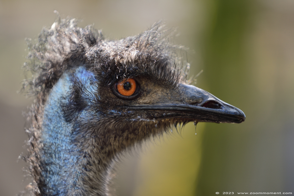 emoe ( Dromaius novaehollandiae ) emu
Trefwoorden: Bestzoo Nederland emoe Dromaius novaehollandiae emu
